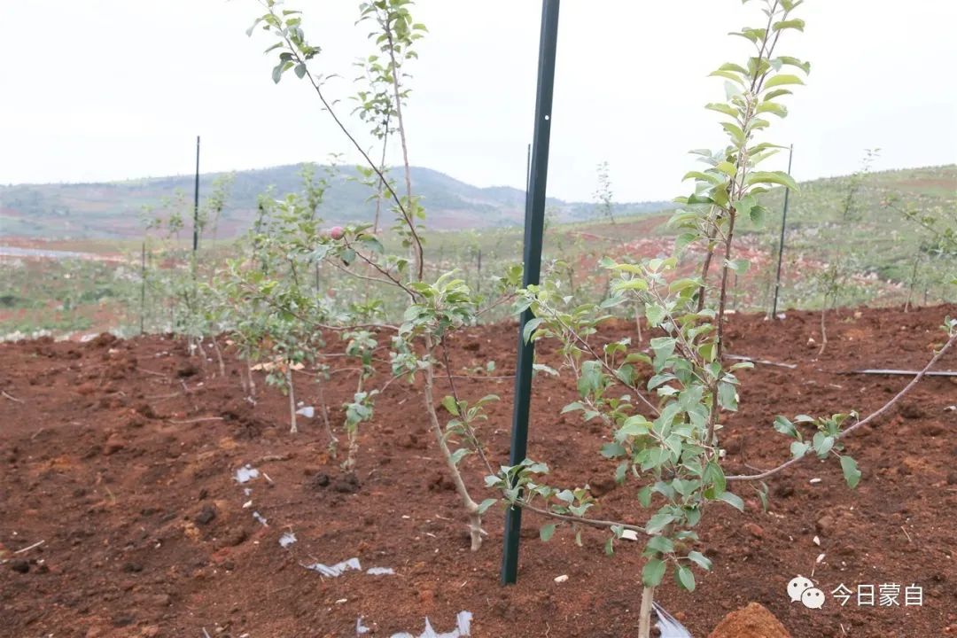 小苹果到底有多厉害,蒙自市苹果小镇