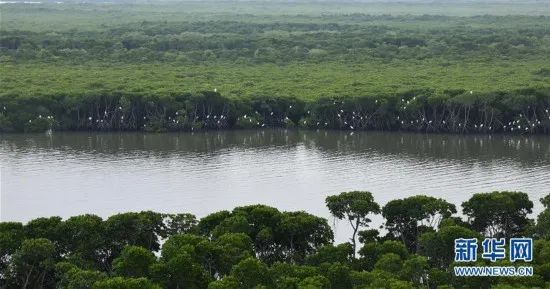 国际海洋保护日幼儿园,世界海洋日守护地球