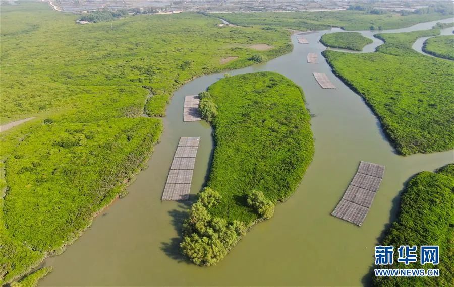 国际海洋保护日幼儿园,世界海洋日守护地球