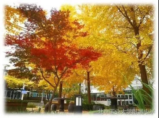 北京工业大学附属中学首城校区,北京工业大学附属中学本科