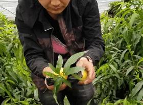 沂蒙山蒙阴黄金油蟠桃,山东蒙阴正宗黄金油桃