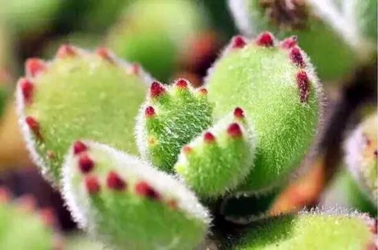 熊童子老桩秃了,熊童子秃了