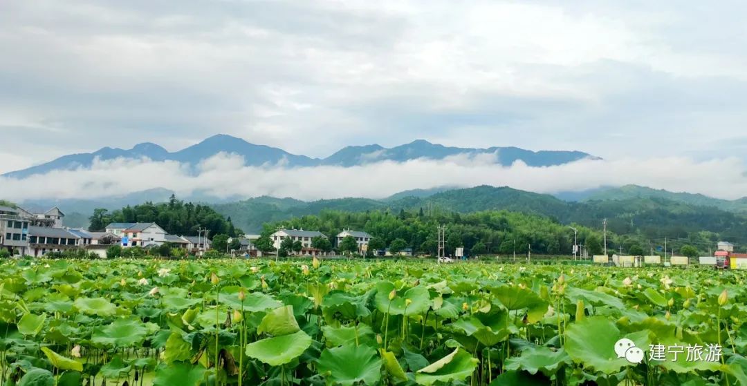 在三明夏天去哪玩,三明荷花最佳观赏地