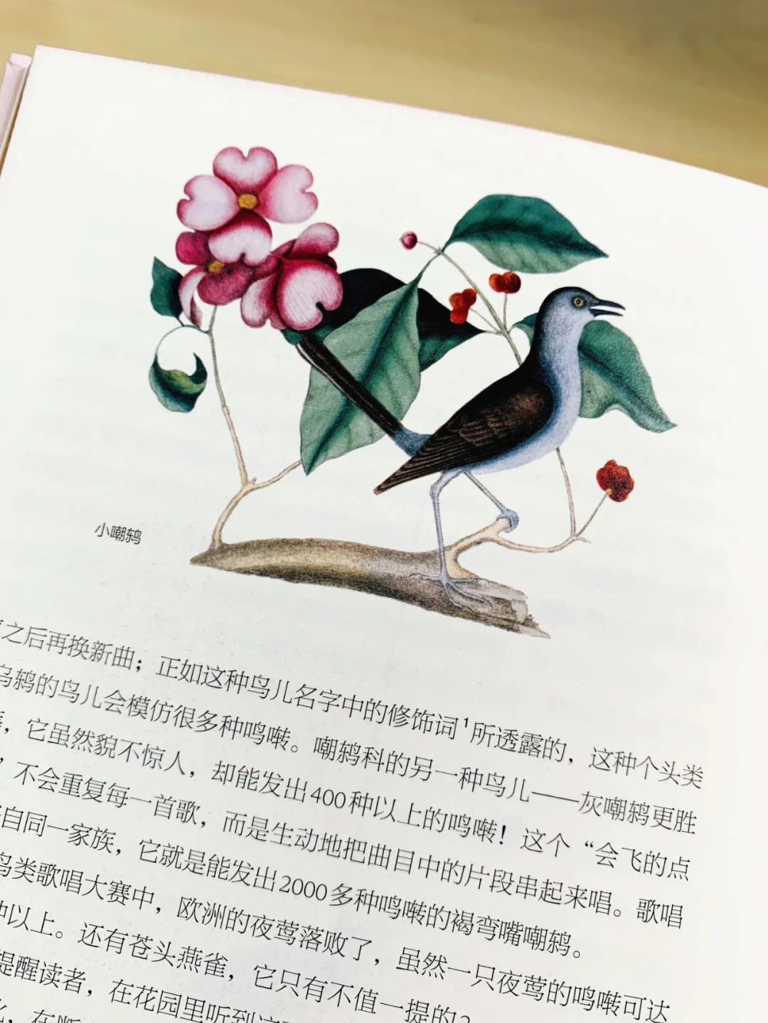 当嘲鸫飞过我的花园——《花间鸟语》的世界