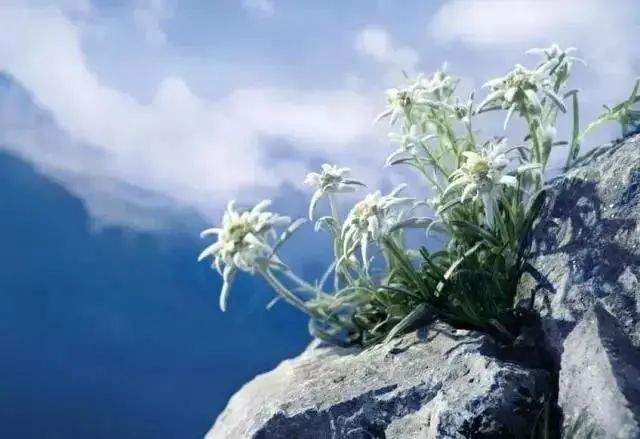 pony用过的底妆,pony底妆用法