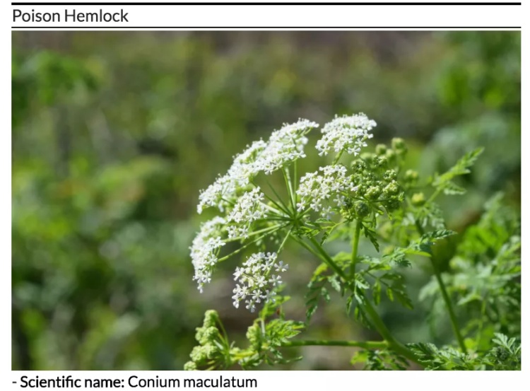 全球十大危险有毒动物,加拿大毒虫名单