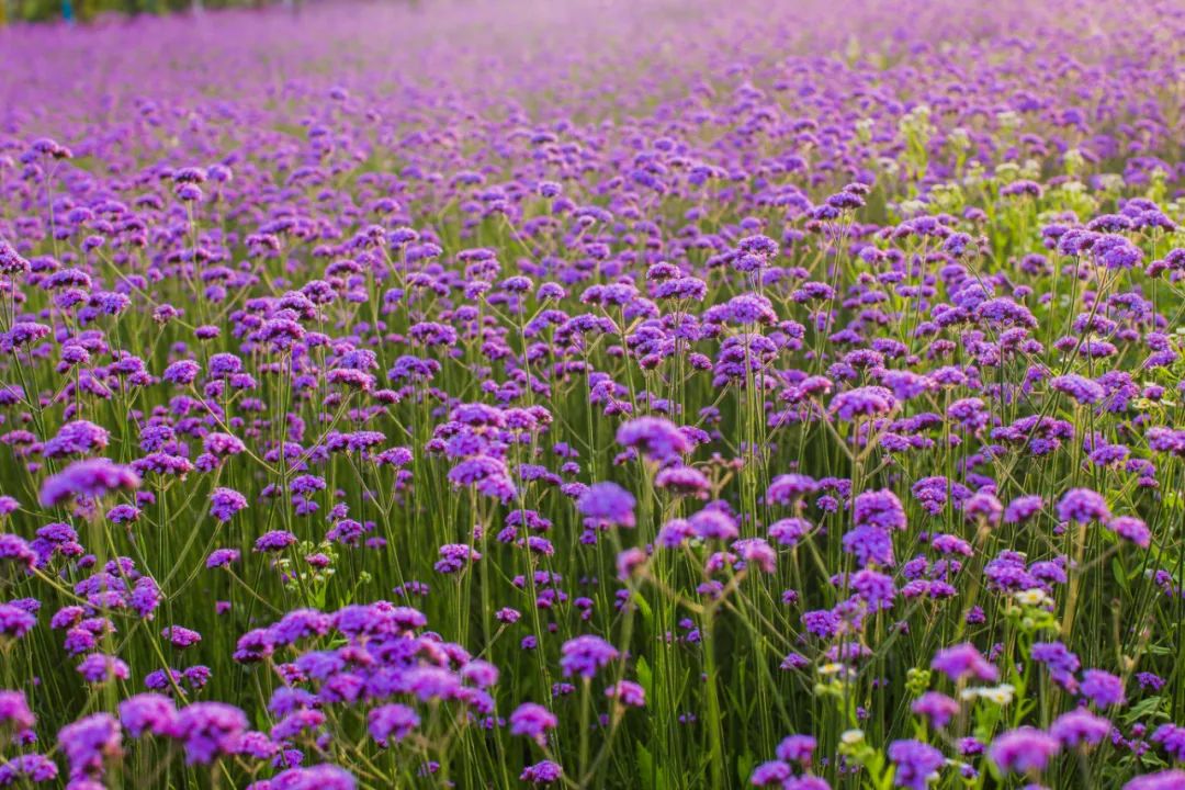 奔跑吧，小骑士！浪漫花彩小镇来场萌趣十足的比赛吧~