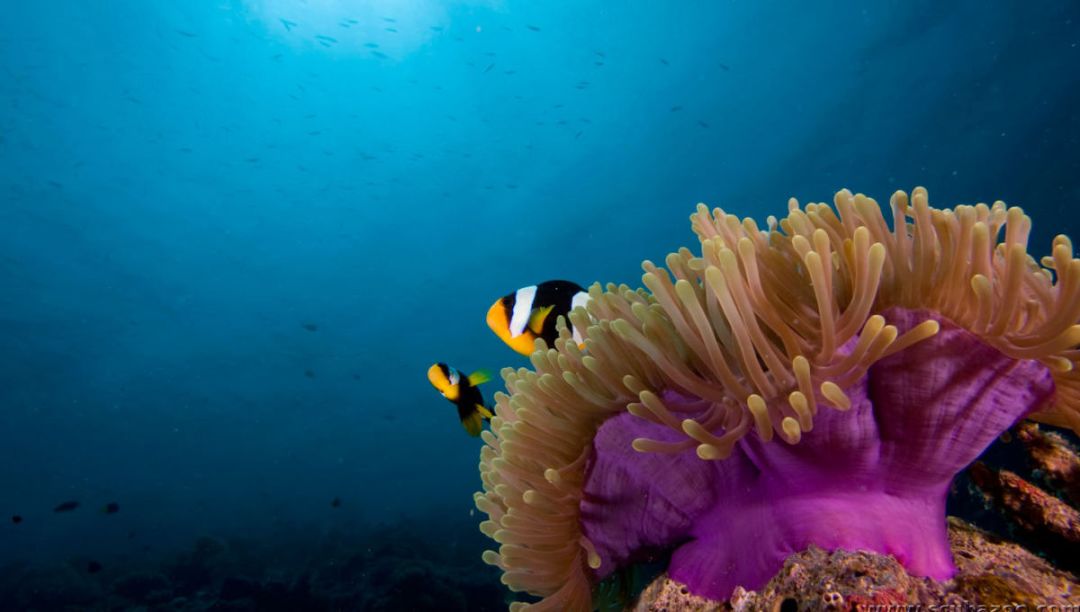 马代度假攻略,马代奢享酒店