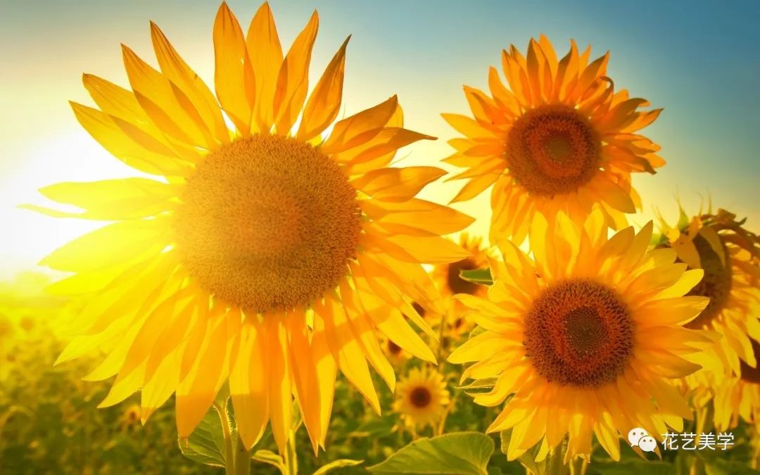 节日丨父亲节，除了向日葵还能送啥花