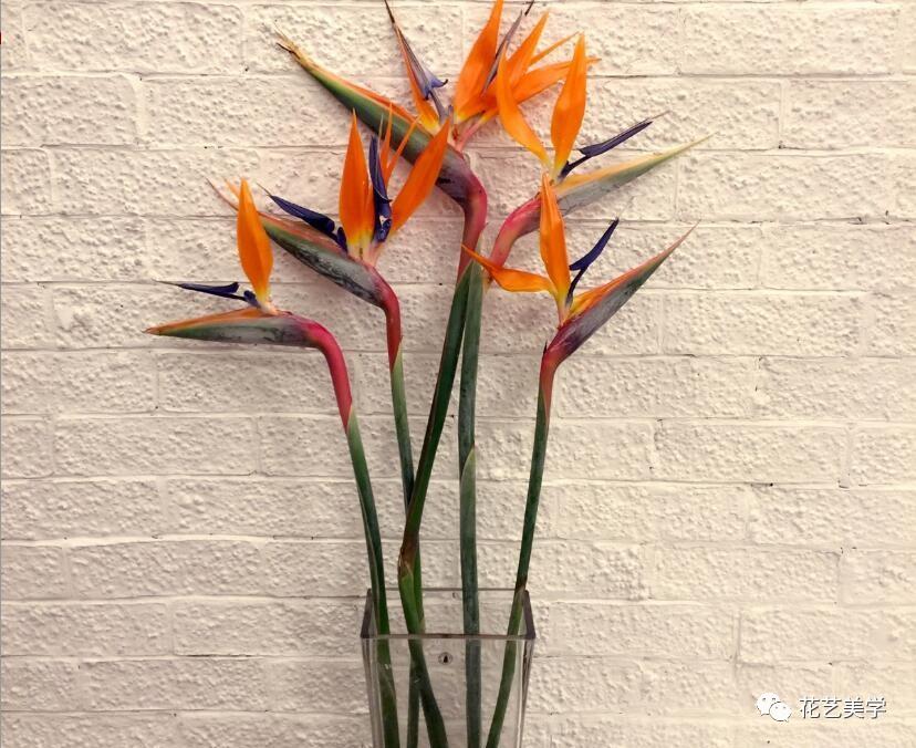 节日丨父亲节，除了向日葵还能送啥花