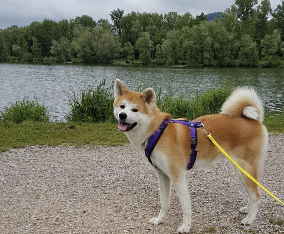 萌犬百科全集,盘点二十种忠爱满世界的萌犬