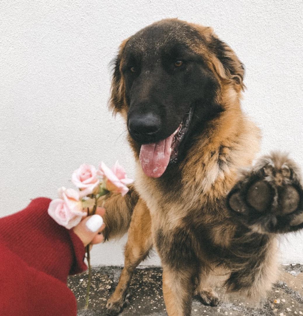 盘点二十种忠爱满世界的萌犬,可爱治愈系萌犬