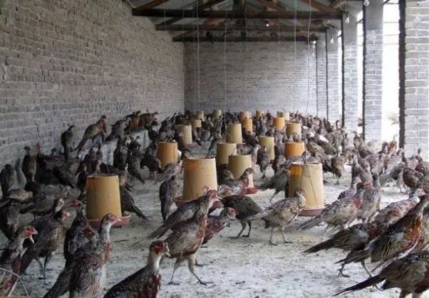 当今农村养殖什么最赚钱最好养,农村养殖业什么项目比较稳回本快