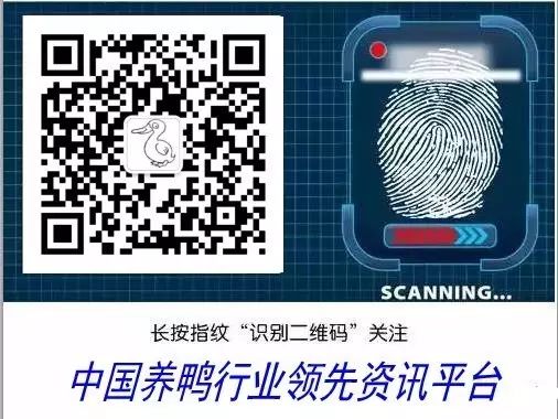 农村养殖什么最赚钱鸡鸭猪羊,在农村种植或养殖什么比较赚钱