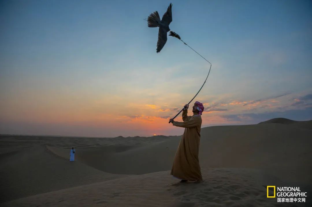 迪拜酋长养的动物,迪拜酋长养的土豪鸟