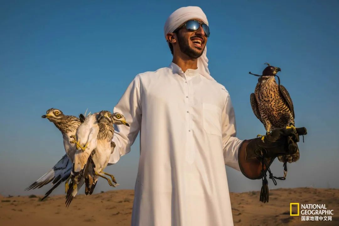 迪拜酋长养的动物,迪拜酋长养的土豪鸟