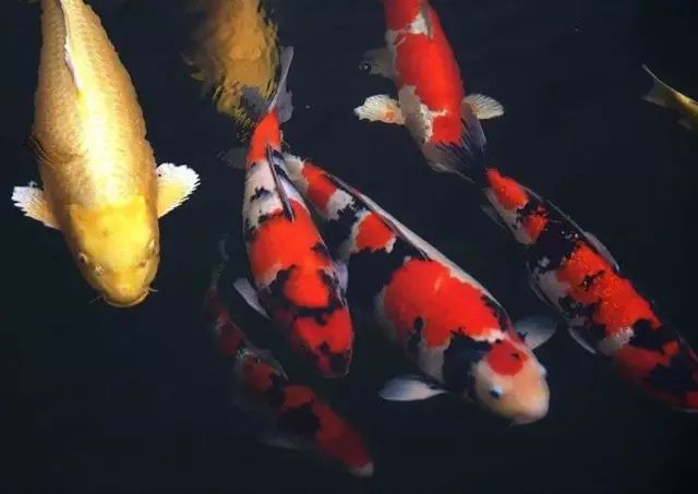 锦鲤鱼立鳞加温有用吗,锦鲤立鳞怎么回事