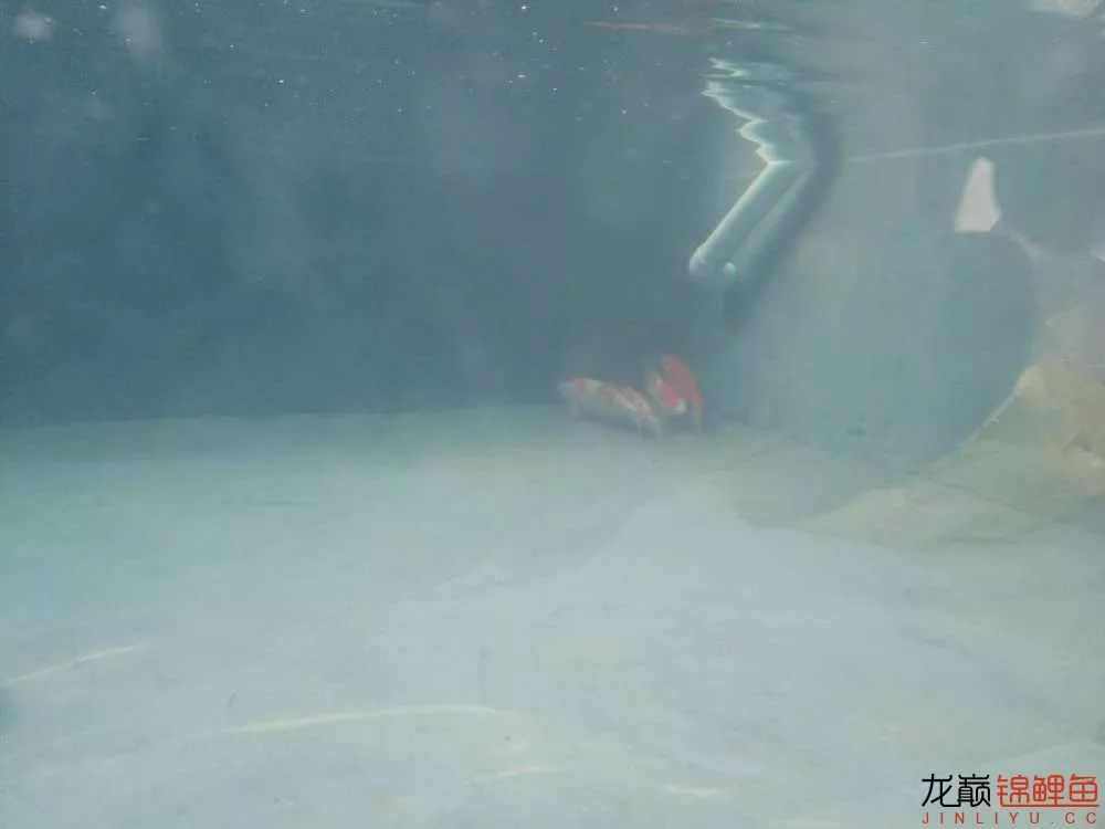 锦鲤池建造施工过程,楼顶怎么施工建锦鲤池