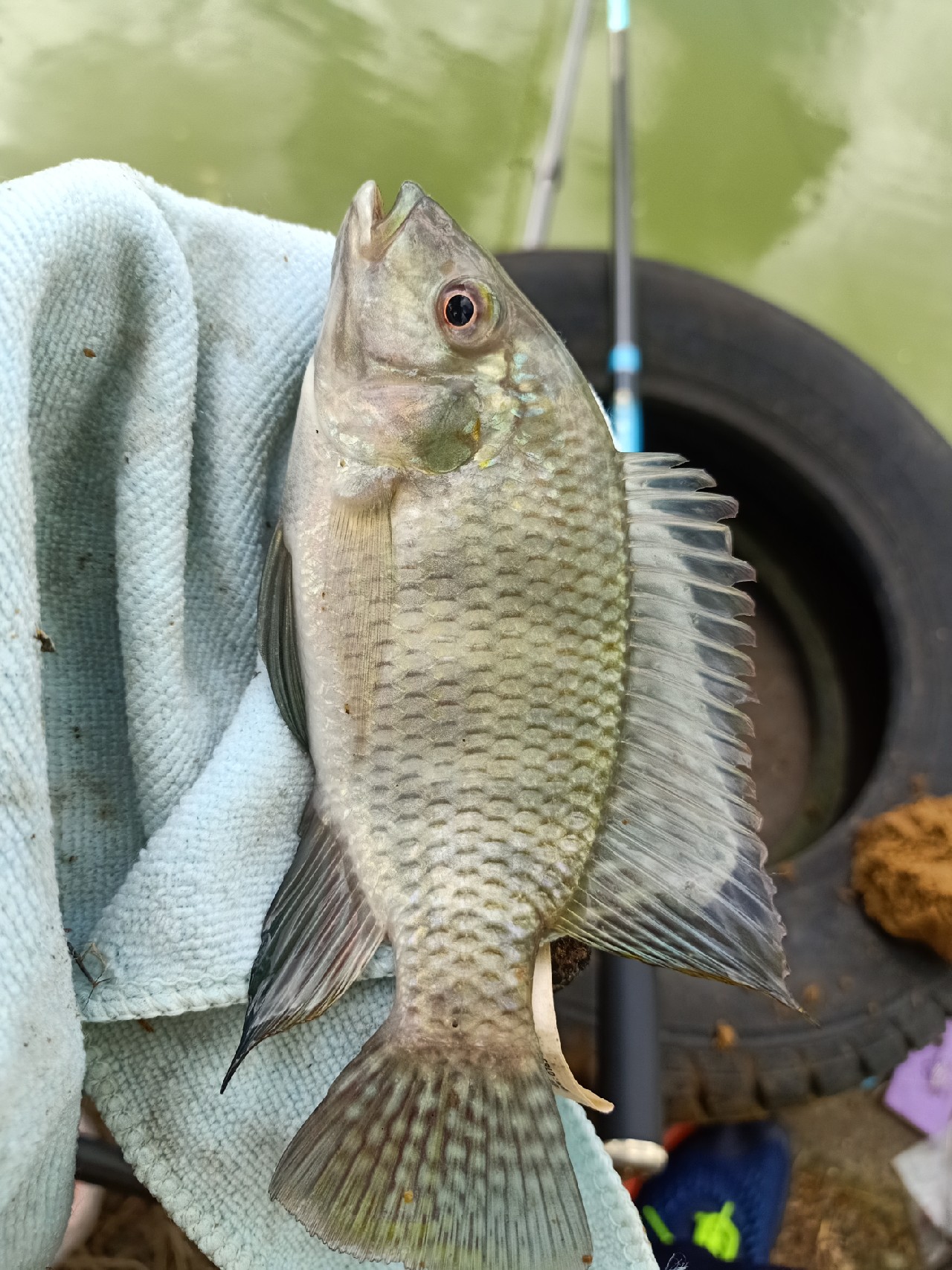 开局即是巅峰第6集,开局即巅峰完整版