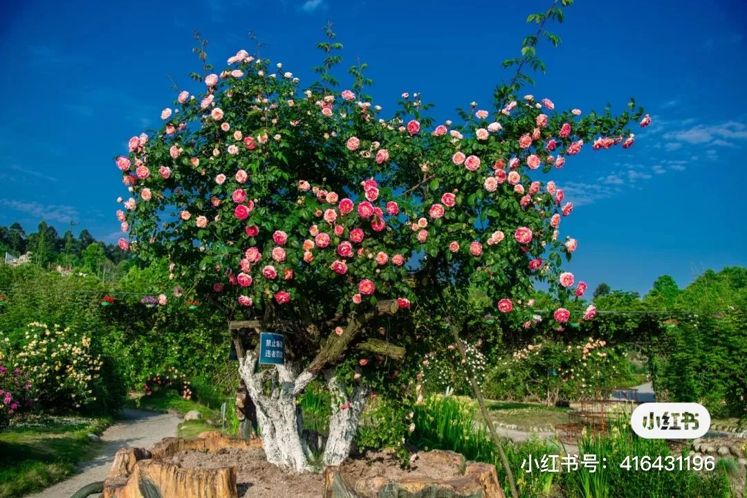 夏日避暑胜地高铁直达,坐动车可直达哪些地方避暑