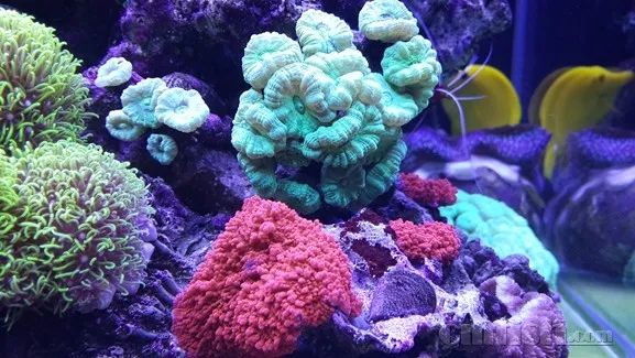 下海7年淌过无数的雷,他想告诉你这6个海缸维护经验