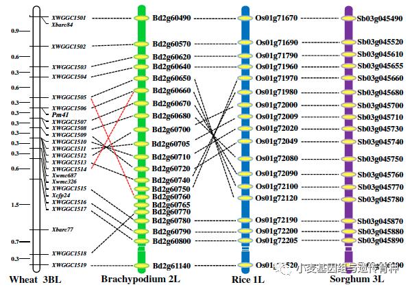 重磅袭来|刘志勇团队与李洪杰团队合作连续克隆两个小麦抗*粉白**病基因