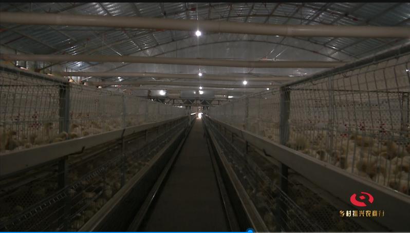 90后小伙养鸡创业带动家乡脱贫,返乡创业养鸡致富带头人