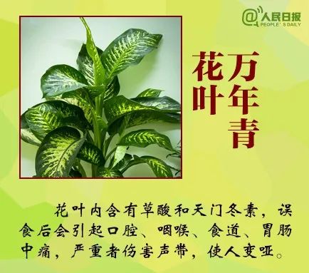 登山突遇大雨，深圳女子咬下这种叶子挡雨，结果中毒送医