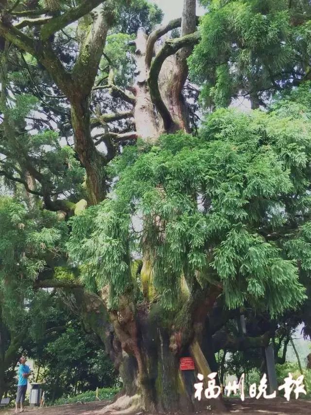 即将亮相福州这所公园大升级,福州最新的公园