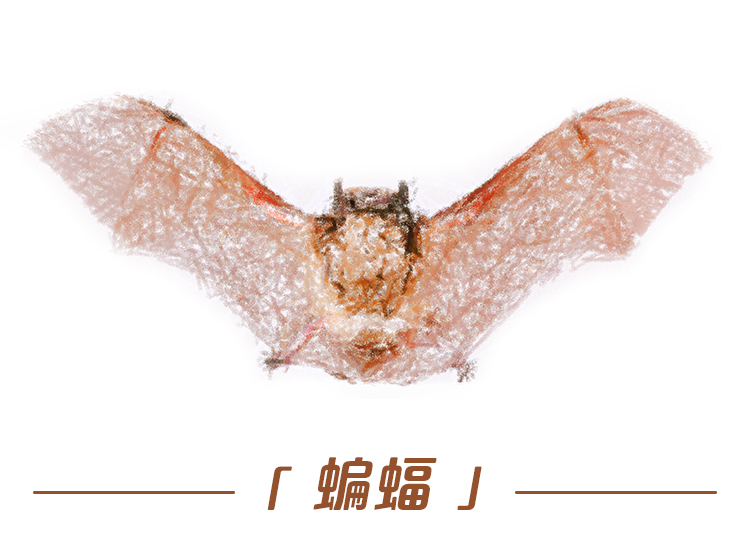 云南野生动物最新政策规定,云南野生动物保护最新情况