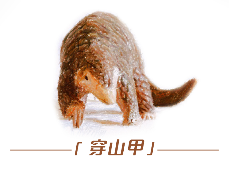 云南野生动物最新政策规定,云南野生动物保护最新情况