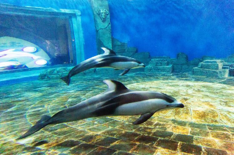 汉海鲸豚湾水世界最新,汉海鲸豚湾水世界开园了吗