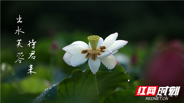 视频｜湖南娄底：出水芙蓉待君来