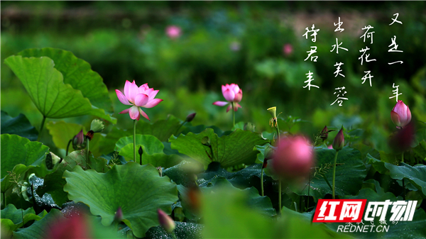 视频｜湖南娄底：出水芙蓉待君来