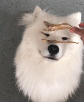 狗狗身上过敏症状,容易被忽视的狗病