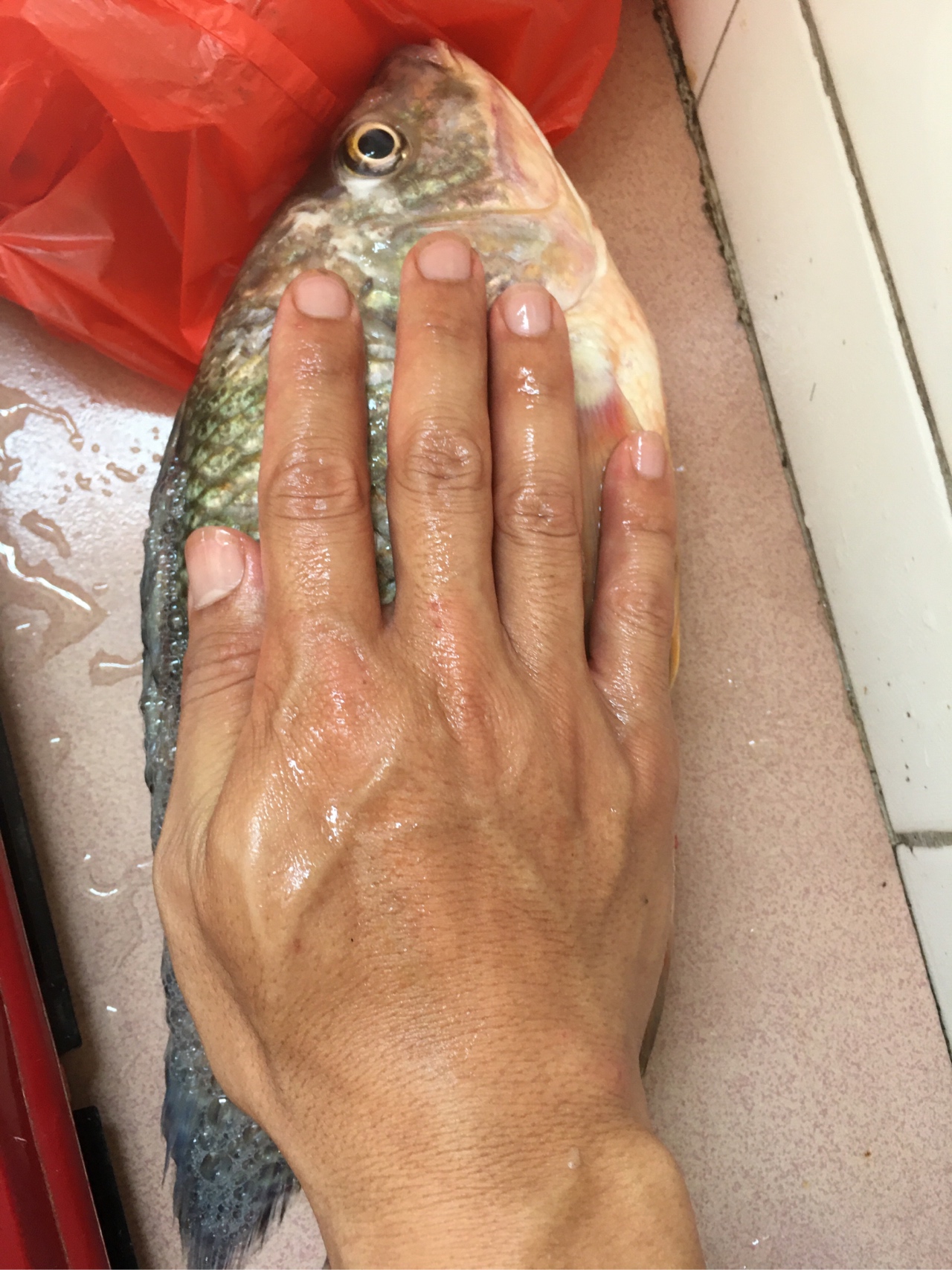 水迳水库孤独的守夜人，一非一草终还梦