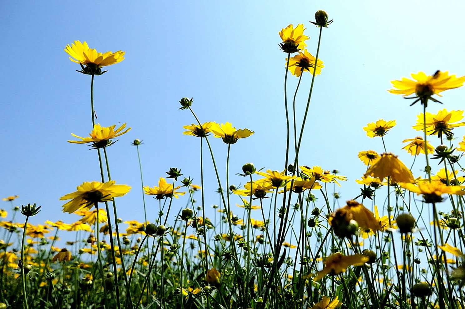 百花绽放风景秀丽,花田小镇风景区