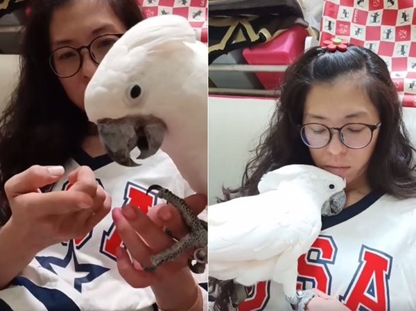 妈被咬到喷血!跟鹦鹉冷战3天要求道歉 它却装傻讨亲亲