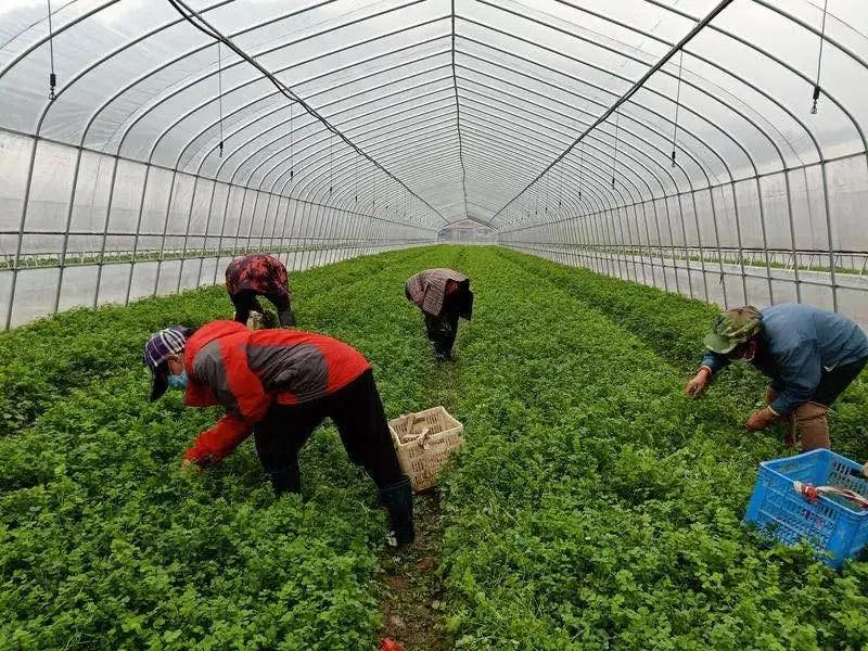 农产品直通车推广,农产品线上线下产销对接活动