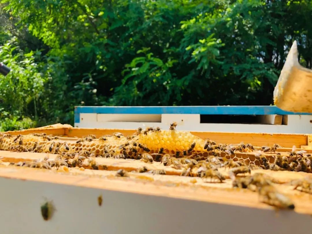 飞行1000次,纯长白山雪山湖椴树蜜