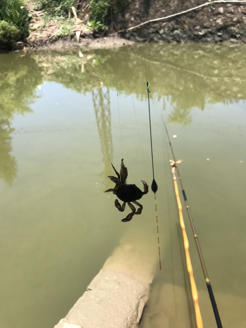 近水楼台先得“鱼”，一不小心成蟹老板