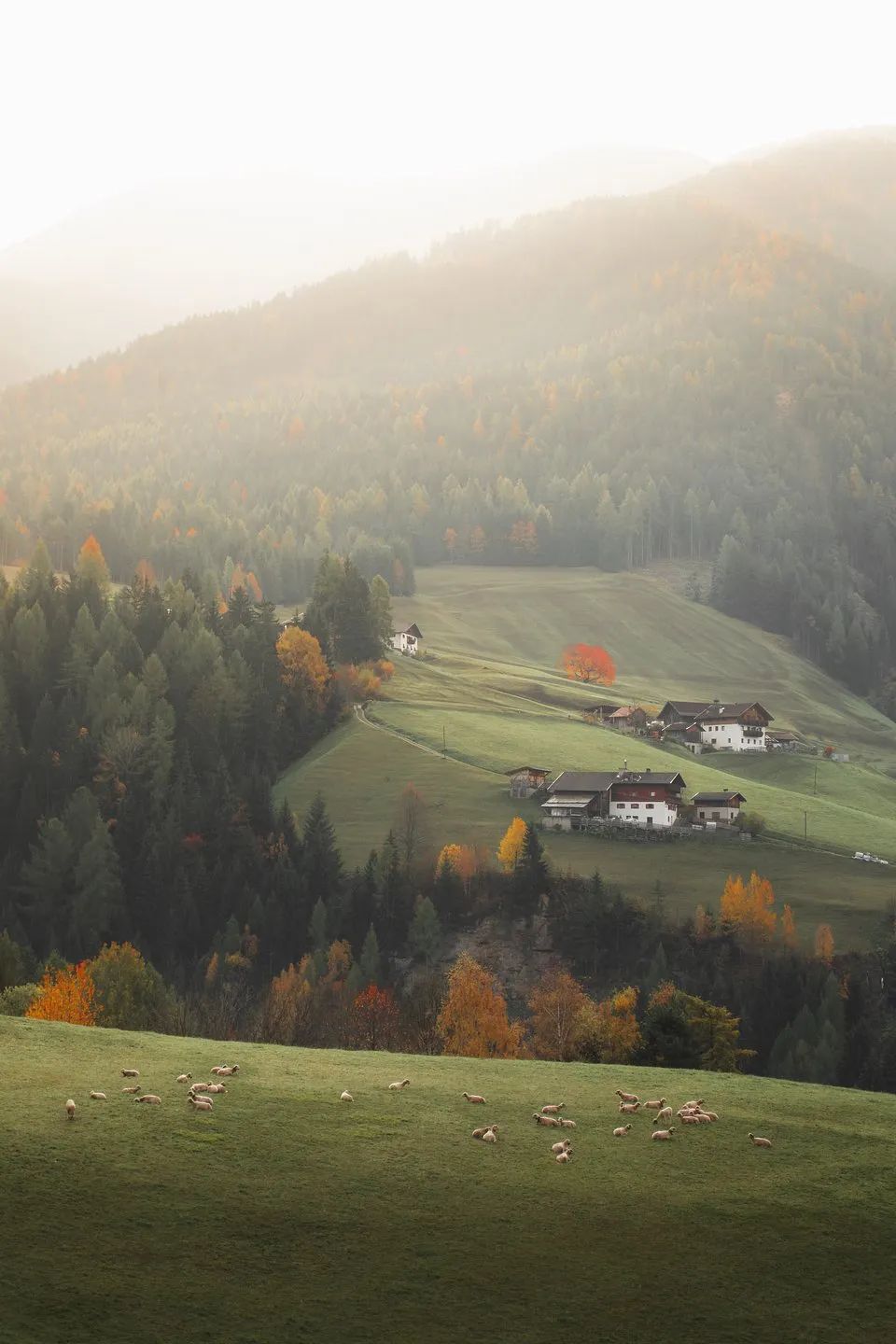 全世界最绿的50张照片