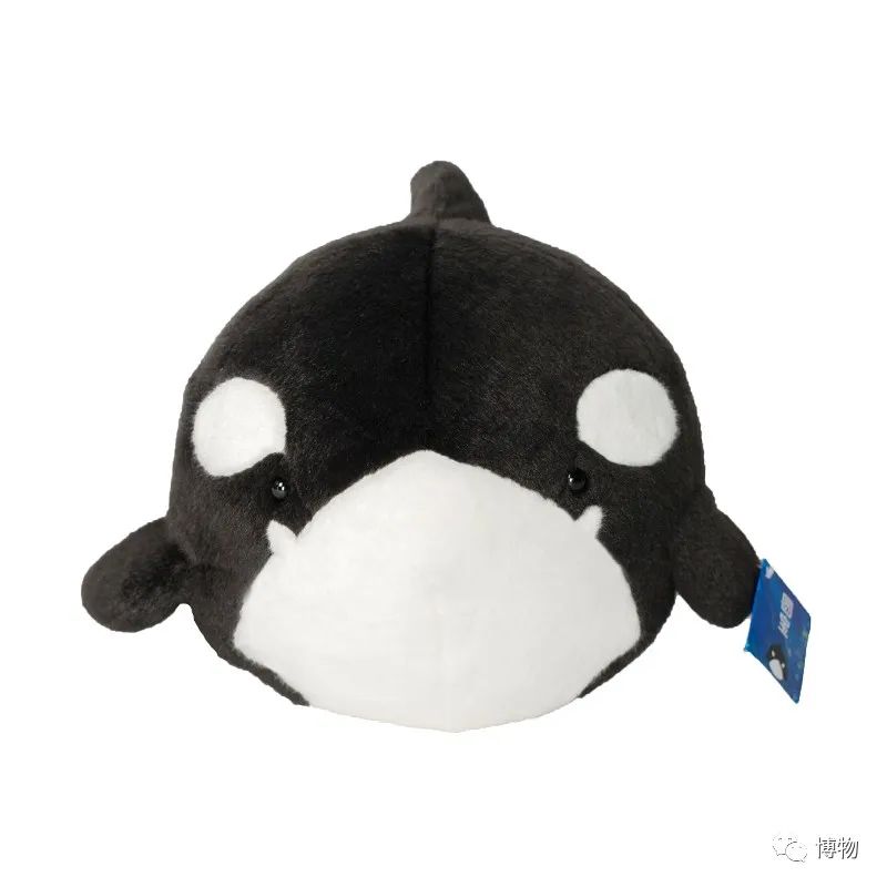 虎鲸饿起来为何连亲戚都吃,虎鲸投喂食物