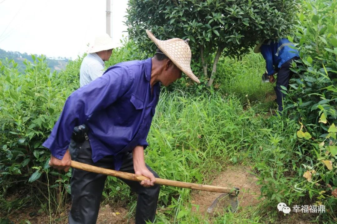 茶林套种黄豆,茶林套种