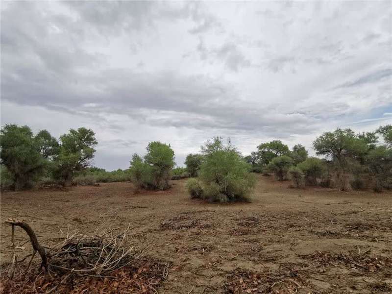 *疆新**轮台县生态搬迁：塔河沿岸绿了新居村民富了