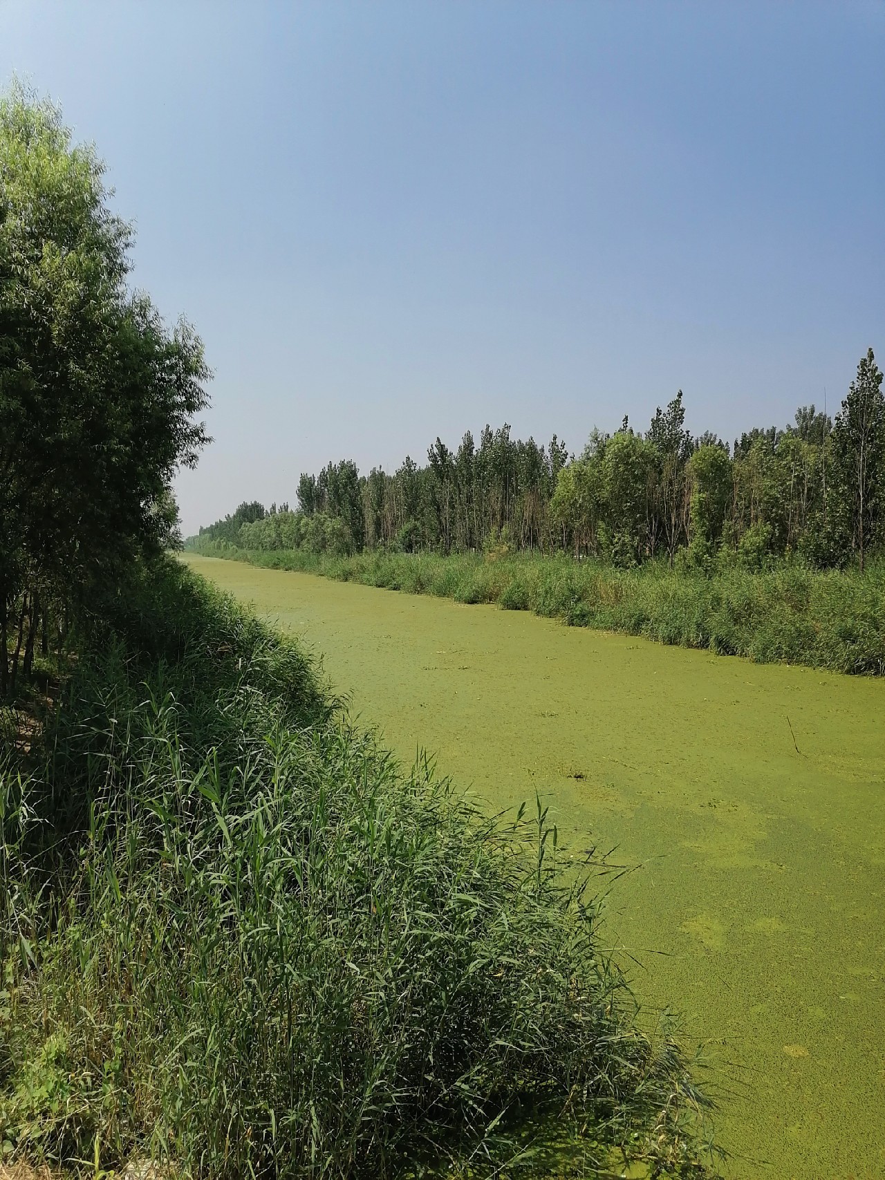 河边野钓小鲫鱼,野钓小河沟钓鲫鱼突然停口