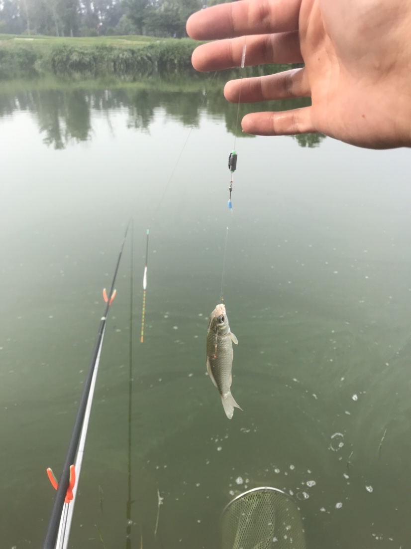 晨钓的收获还是不错的,温榆河钓鱼