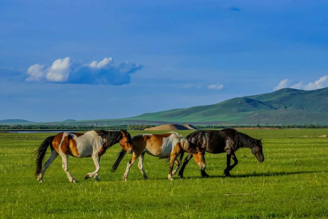 世界草原野奢帐篷酒店,为什么有人愿意住民宿