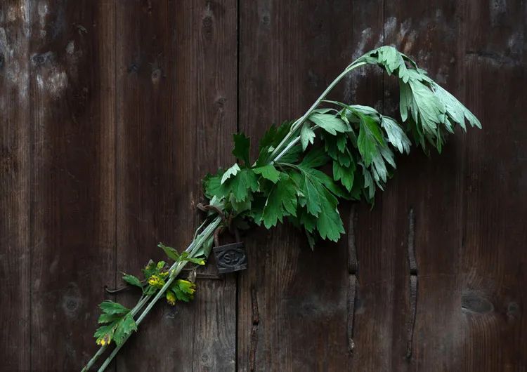 三伏天艾草熏后背多久熏一次,三伏天用艾草泡澡几天泡一次