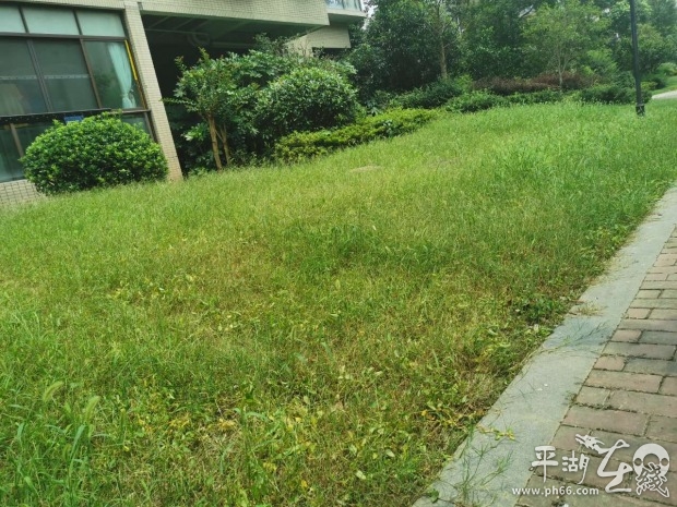 杂草丛生物业清理,小区杂草丛生物业不管怎么办